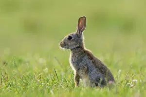 Images Dated 17th July 2010: European Rabbit - young - in meadow - July
