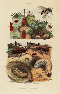 Rhinoceros Prints: European rhinoceros beetle and European orchard bee