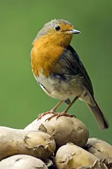 Feeds Prints: European Robin - adult female - feeds on harvested potatoes