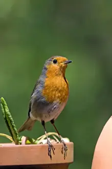 Rubecula Prints: European Robin - adult - on a flower pot - spring - May