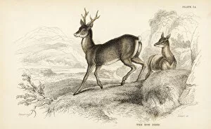 European roe deer, Capreolus capreolus