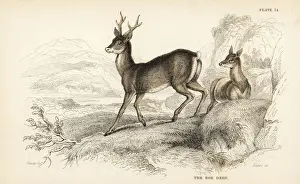 European roe deer, Capreolus capreolus