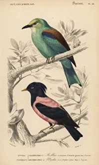 Rosy Collection: European roller, Coracias garrulus, and rosy