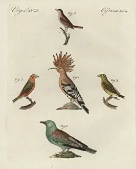 Hoopoe Prints: European roller, hoopoe, red crossbill