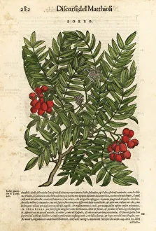 Anazarbeo Gallery: European rowan tree, Sorbus aucuparia