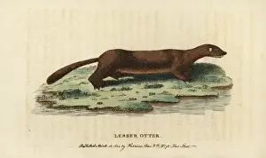 European or Russian mink, Mustela lutreola