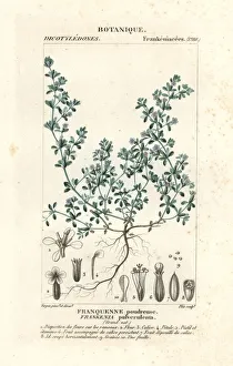 European sea heath, Frankenia pulverulenta