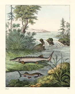 Acipenser Gallery: European sea sturgeon (critically endangered)
