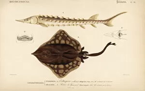 Dictionary Collection: European sea sturgeon and skate