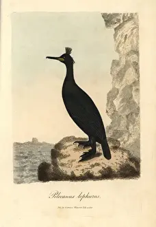 Phalacrocorax Prints: European shag, Phalacrocorax aristotelis