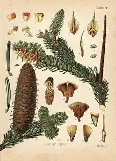 Abies Collection: European silver fir, Abies alba