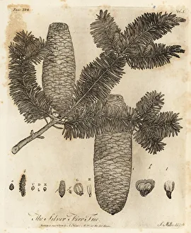 Silva Prints: European silver fir, Abies alba