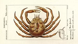 Crustacean Collection: European spider crab, Maja squinado