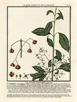 Colour Printing Prints: European spindle, Euonymus europaeus