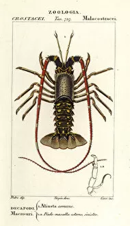 Crustacean Collection: European spiny lobster, Palinurus elephas