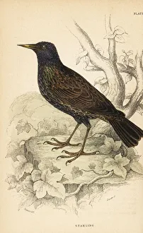 European starling, Sturnus vulgaris