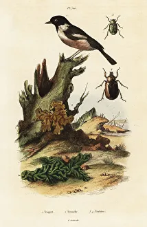 Du Casse Prints: European stonechat, yellow brain and scarab beetles