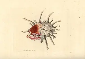 European thorny oyster, Spondylus gaederopus