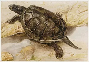 Reptiles Gallery: European Tortoise