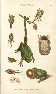 Abdomen Gallery: European tree frog, Hyla arborea