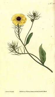 Hawkweed Prints: European umbrella milkwort, Tolpis barbata
