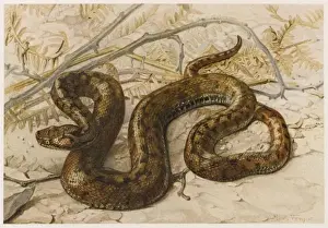 European Viper