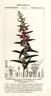 Josephine Prints: European wand loosestrife, Lythrum virgatum