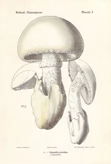 Amanita Gallery: European white egg mushroom, Amanita ovoidea