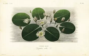 Alba Gallery: European white water lily, Nymphaea alba