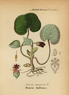 European wild ginger or hazelwort, Asarum europaeum