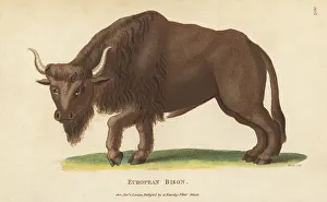 Kearsley Prints: European wood bison, Bison bonasus