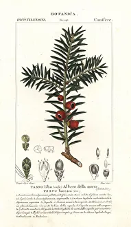 European yew tree, Taxus baccata European yew tree, Taxus baccata