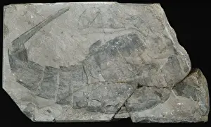 Scorpion Prints: Eurypterius lacustris, sea scorpion