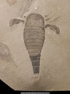 Phanerozoic Gallery: Eurypterus, a fossil eurypterid