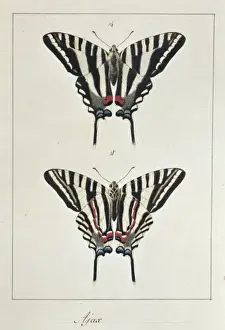 Abbot Prints: Eurytides marcellus (Ajax), swallow tailed butterfly