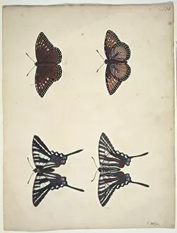 Albin Gallery: Eurytides marcellus, zebra swallowtail (bottom)