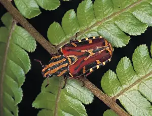 Flower Chafer Prints: Euselates sp. rose chafer beetle