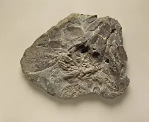 Eusthenopteron foordi
