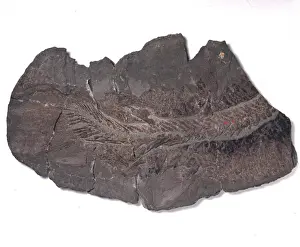 North American Prints: Eusthenopteron foordi, early lobe-finned fish