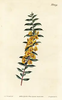 Eutaxia myrtifolia