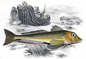 Gurnard Prints: Eutrigla gurnardus, or Grey Gurnard