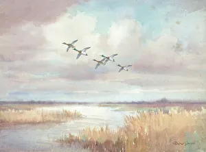 Evening Flight, ducks