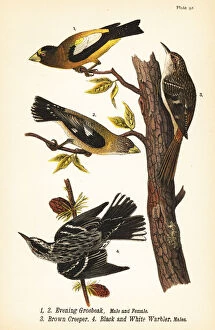 Warren Gallery: Evening grosbeak, brown creeper and black and white warbler