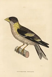 Grosbeak Collection: Evening grosbeak, Hesperiphona vespertina, female
