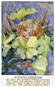 Evening primrose