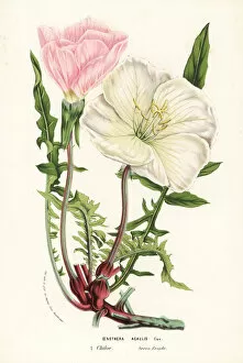 Acaulis Gallery: Evening primrose, Oenothera acaulis
