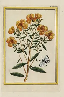 Curieuses Prints: Evening primrose, Oenothera biennis
