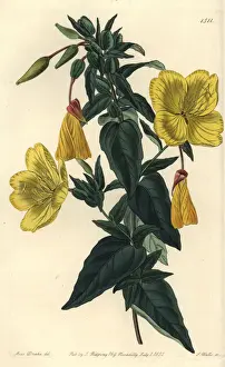 Glauca Prints: Evening primrose, Oenothera fruticosa subsp. glauca