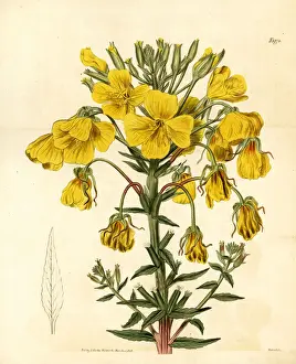Corymbosa Prints: Evening primrose or suncup, Oenothera corymbosa