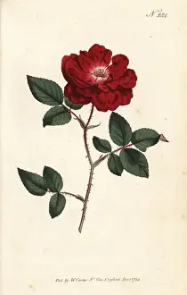 Blooming Prints: Ever-blooming rose, Rosa chinensis var. semperflorens